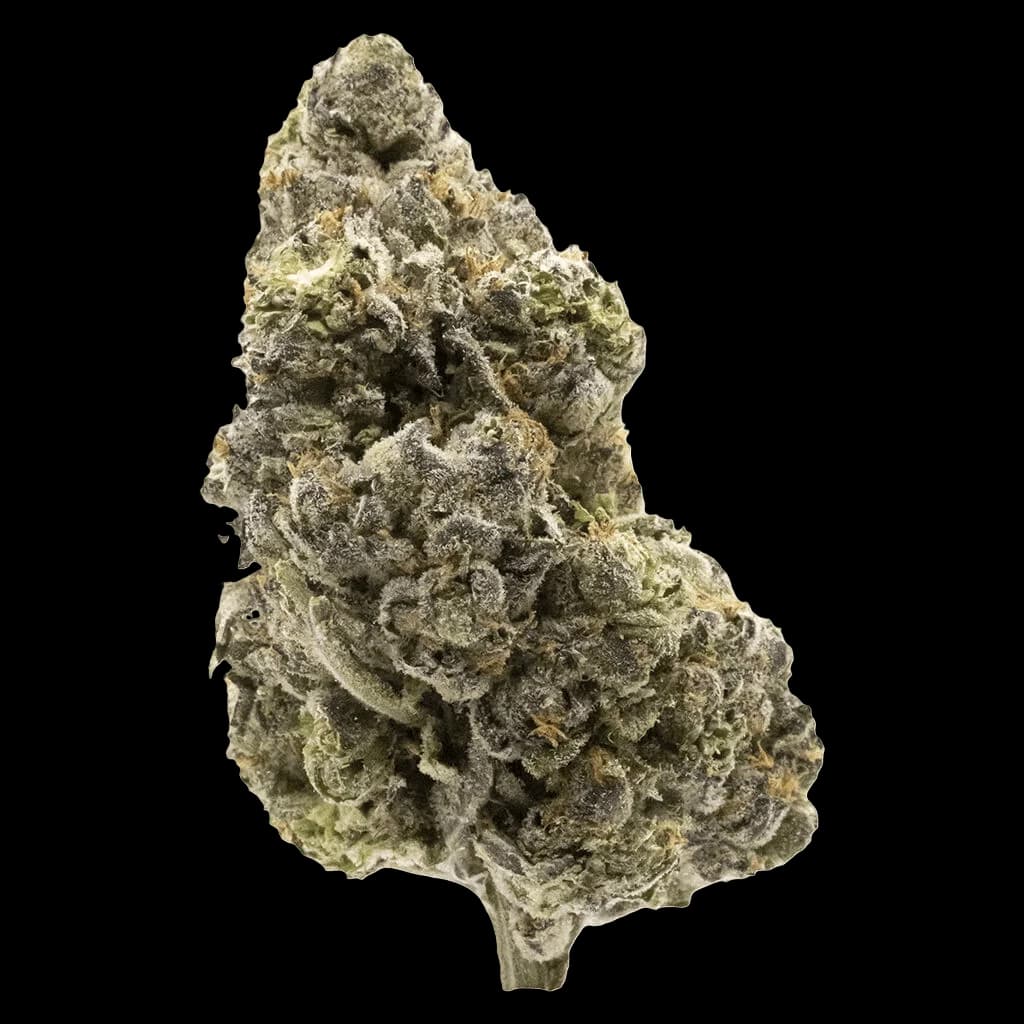 FIGR Midnight Sherb cannabis dried flower bud with dense trichomes and layered structure against white background
