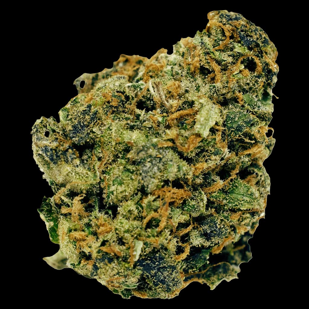 CBD Pumpkin Spice dried flower cannabis buds with green and amber trichomes