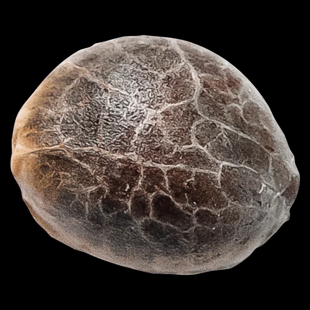 34 Street Seed Co. Chocolope cannabis seed with textured brown shell on white background