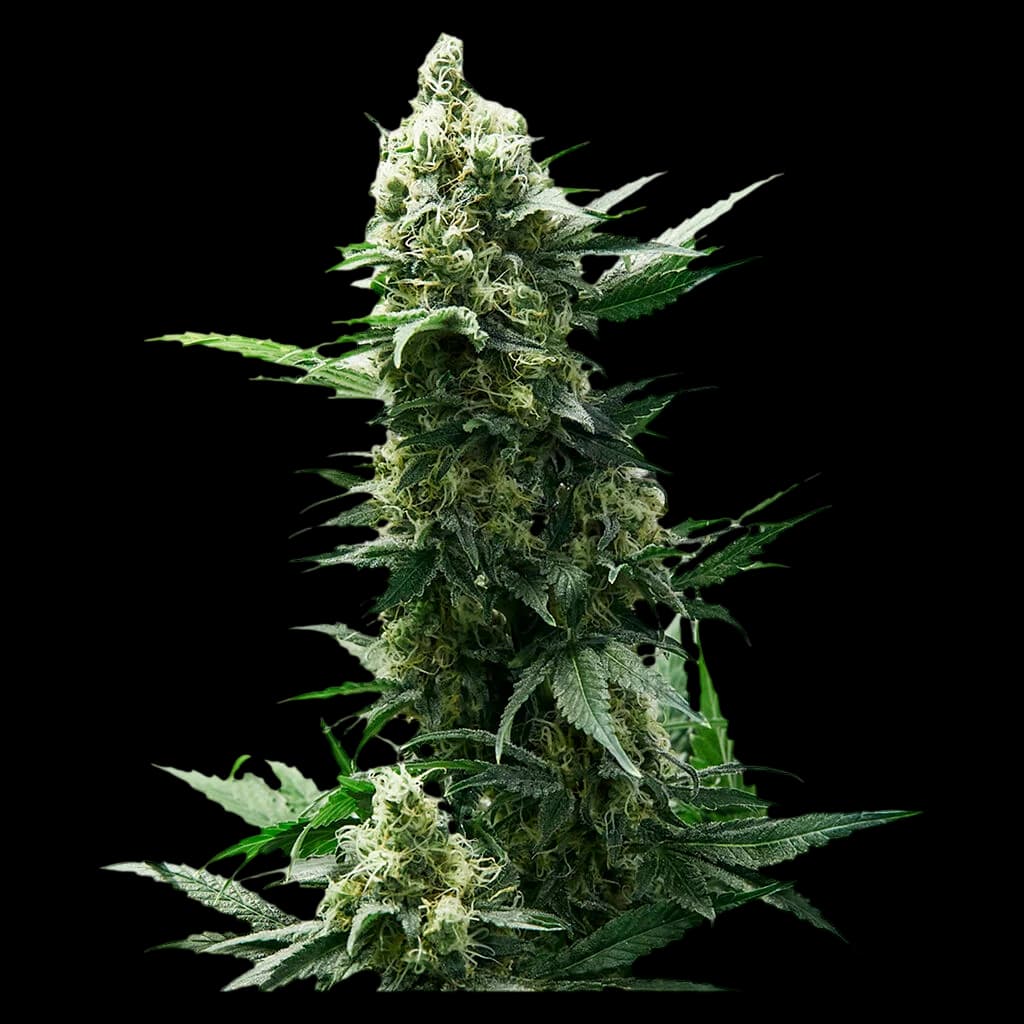 34 Street Seed Co. Chocolope cannabis plant with flowering buds and serrated green leaves against white background
