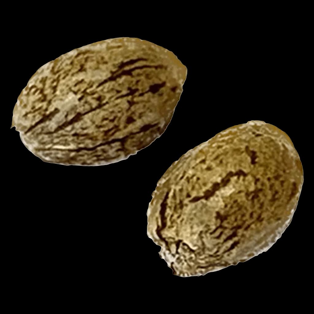 Two Tangerine Truffle Breath feminized cannabis seeds with textured tan and brown striped coating
