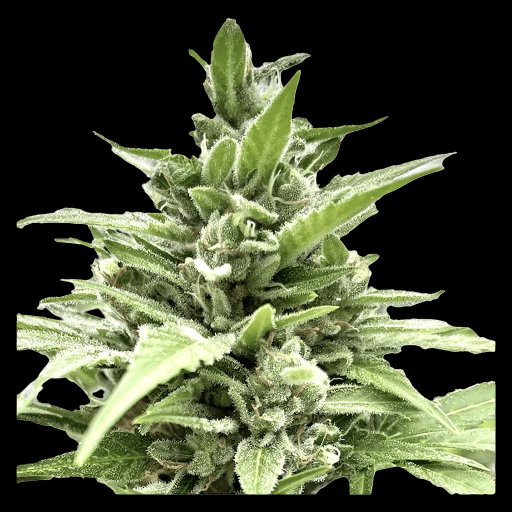 Tangerine Truffle Breath feminized cannabis seed plant with dense trichomes and green foliage